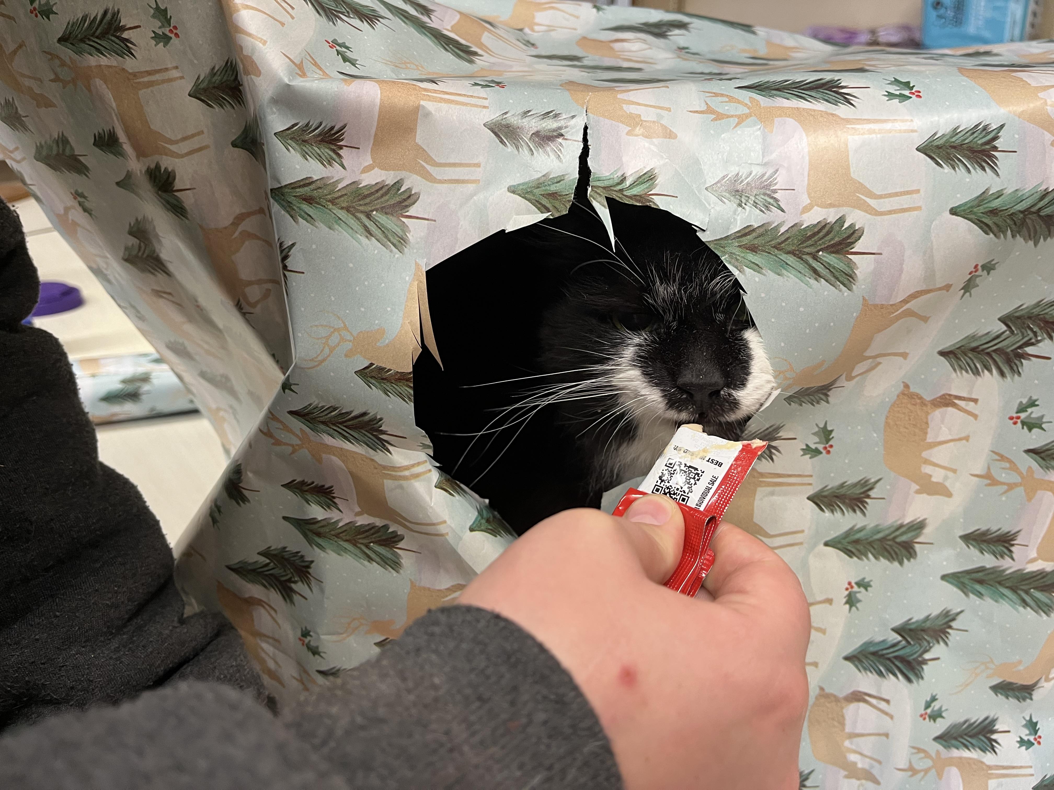 Slicker, a Adoptable mixed breed in Olean , NY image 6/6