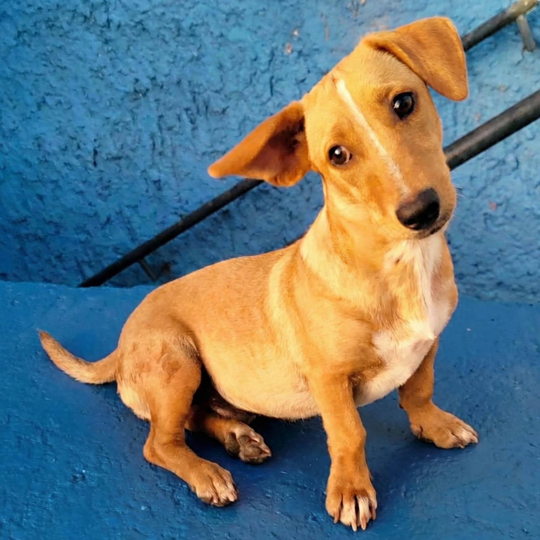 Enlarge Bernie, a Adoptable mixed breed in Sherwood, OR image 4/5