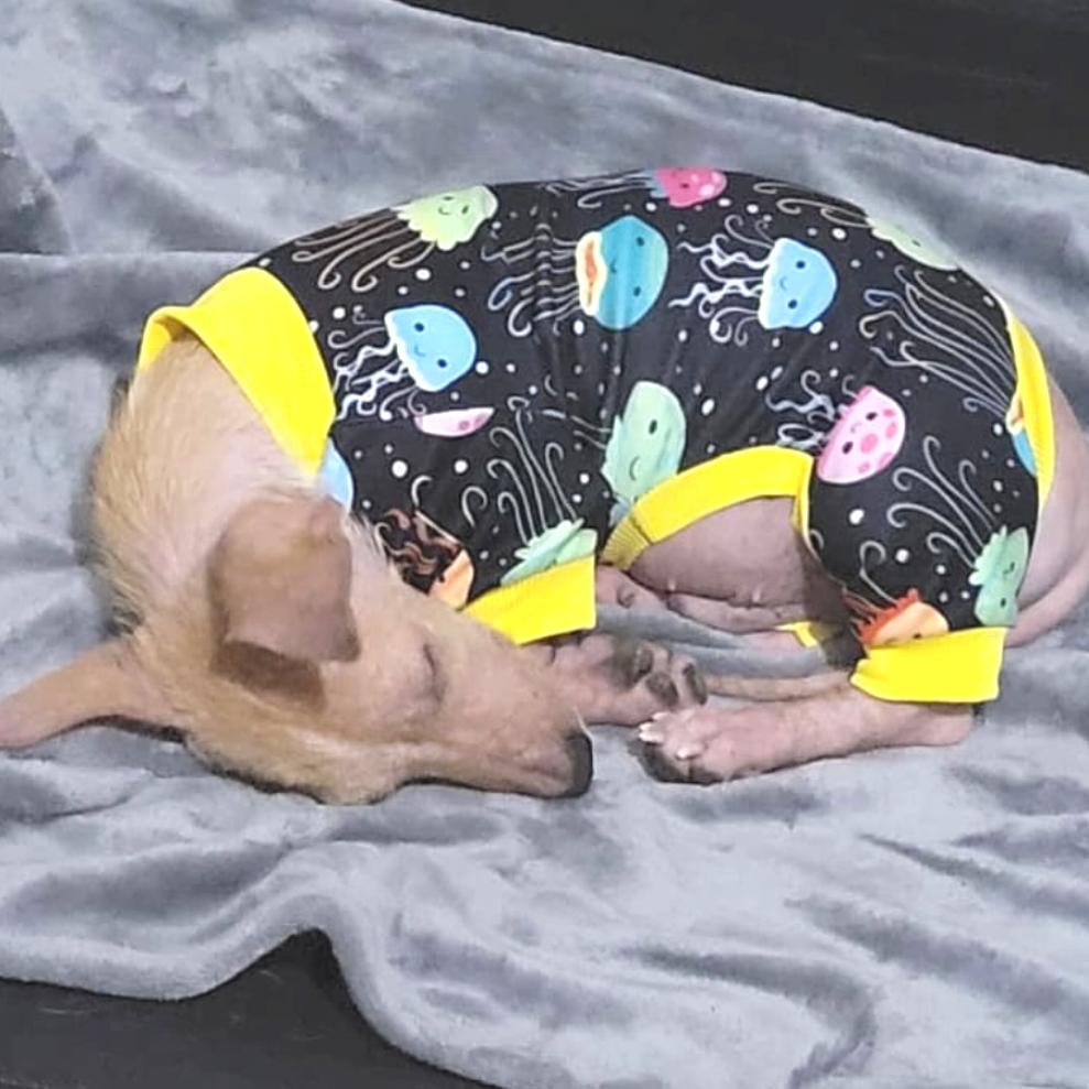 Enlarge Bernie, a Adoptable mixed breed in Sherwood, OR image 5/5