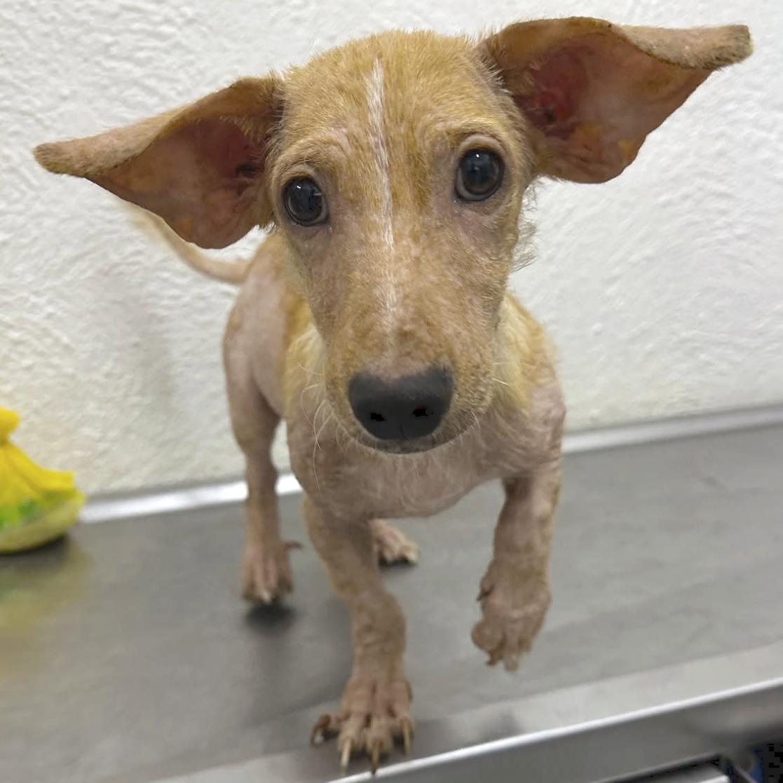 Enlarge Bernie, a Adoptable mixed breed in Sherwood, OR image 3/5