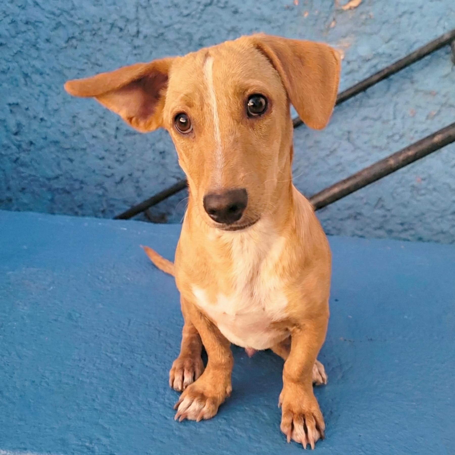 Bernie, Adoptable, Young Male Dachshund.