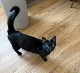 Amora, ADOPTABLE, Adult Female Domestic Short Hair.