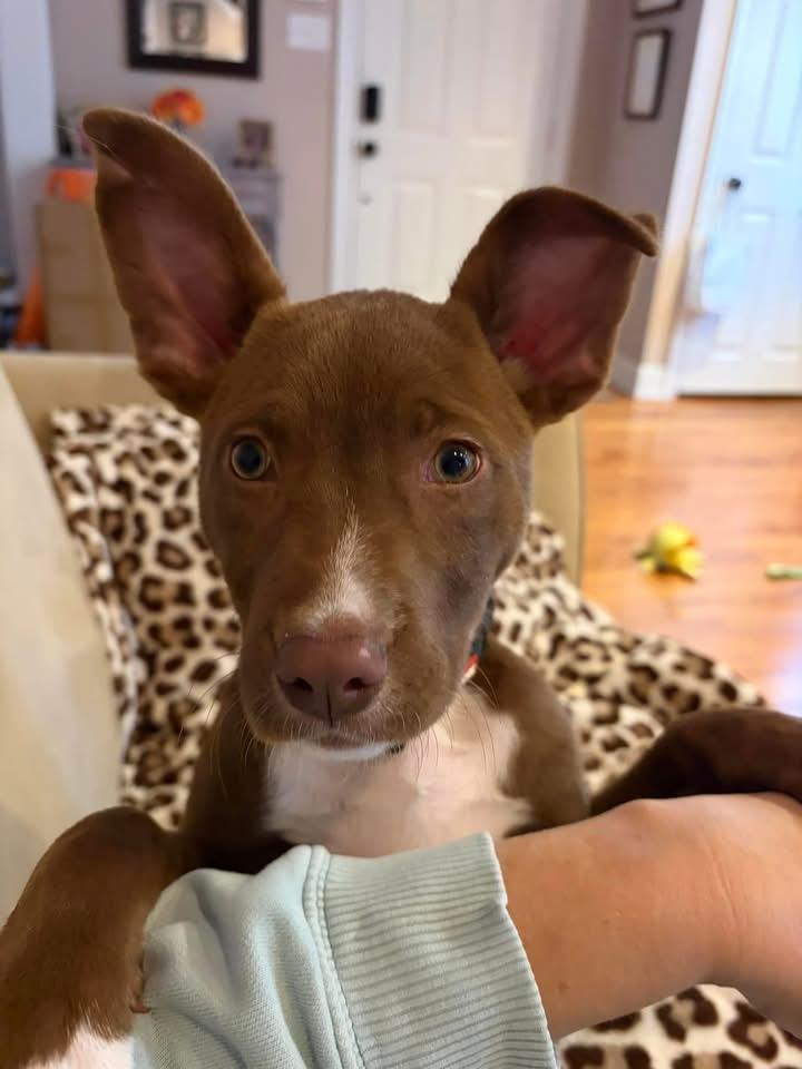 Cane, a Adoptable mixed breed in Berlin, NJ image 2/3
