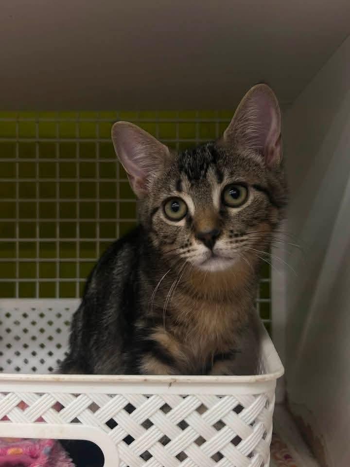 Enlarge Wyatt, a Adoptable Domestic Short Hair in Sicklerville , NJ image 1/3
