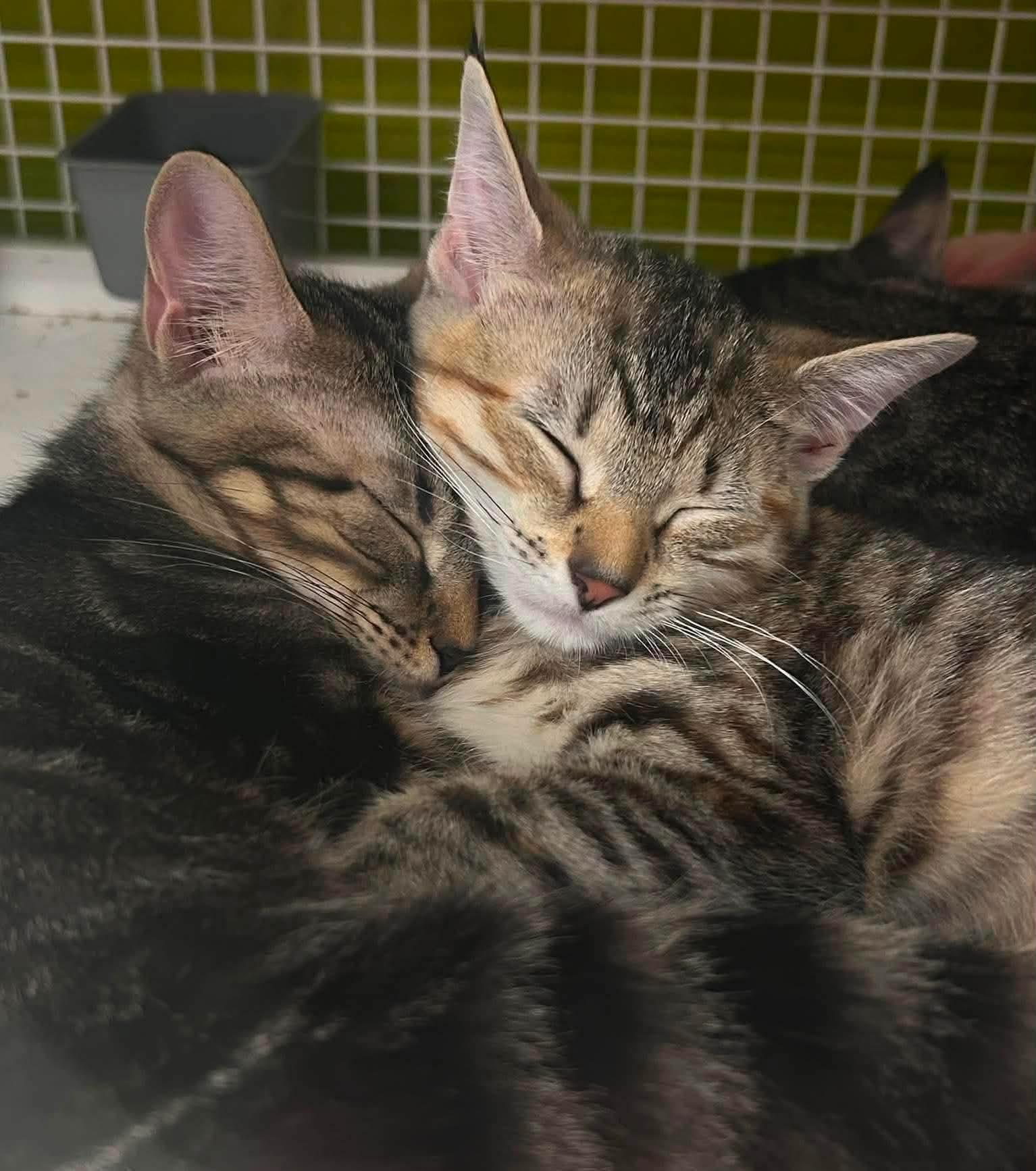 Enlarge Wyatt, a Adoptable Domestic Short Hair in Sicklerville , NJ image 3/3