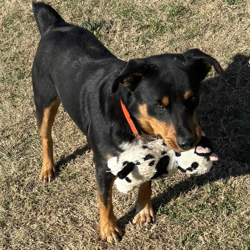 Reno, Adoptable, Adult Male Rottweiler & Mixed Breed.
