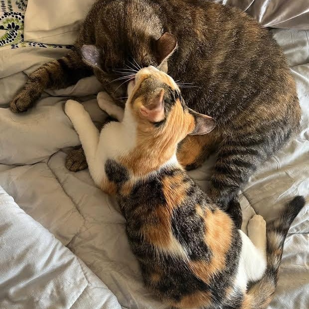 Enlarge Margot and Babe, a Adoptable Domestic Short Hair in Buffalo, NY image 4/5