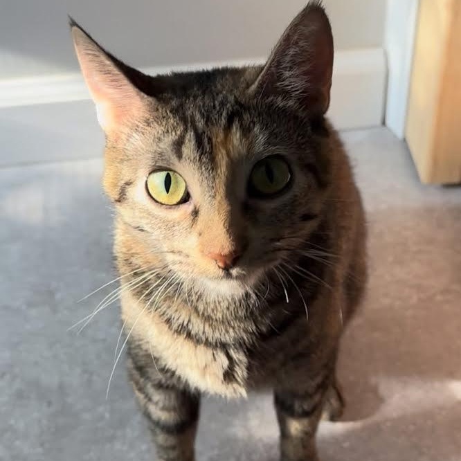 Enlarge Margot and Babe, a Adoptable Domestic Short Hair in Buffalo, NY image 1/5