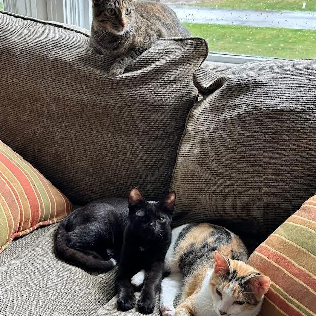 Enlarge Margot and Babe, a Adoptable Domestic Short Hair in Buffalo, NY image 5/5