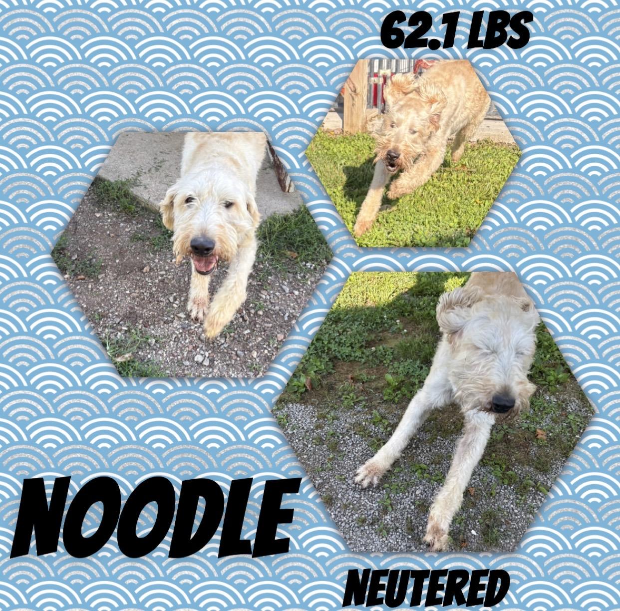 Enlarge Noodle, an adopted mixed breed in McArthur, OH image 1/1