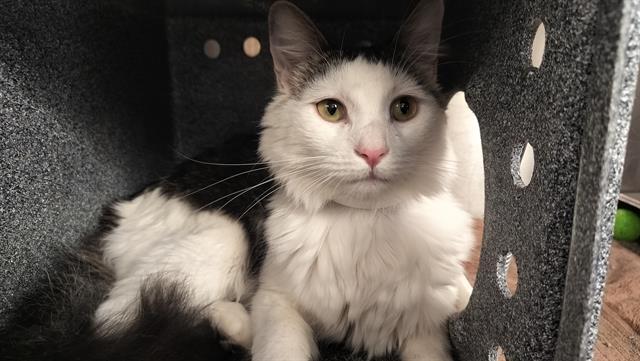 RIO, Adoptable, Young Male Domestic Long Hair.