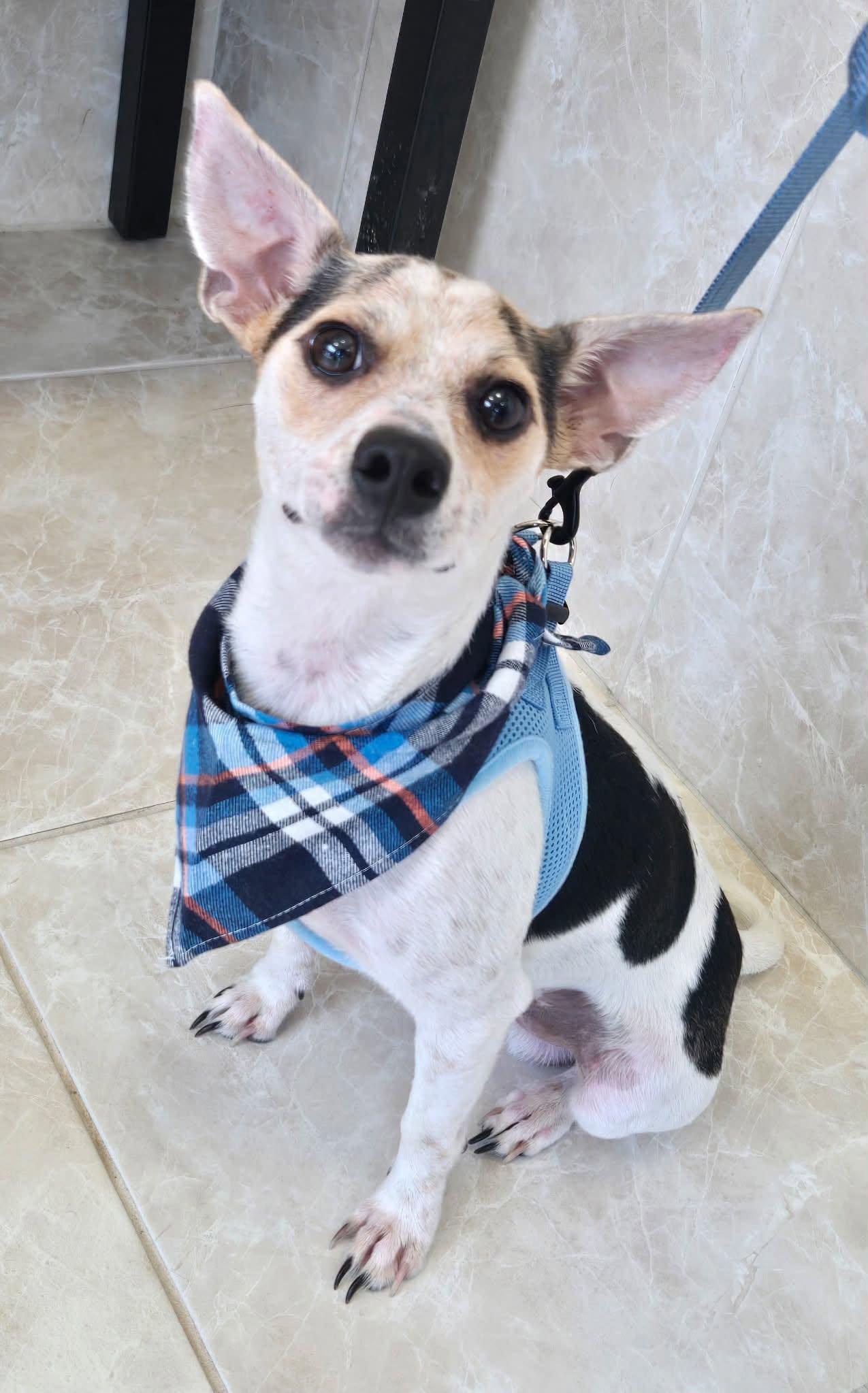Enlarge PRETZEL, a Adopted mixed breed in Grand Prairie, TX image 1/1