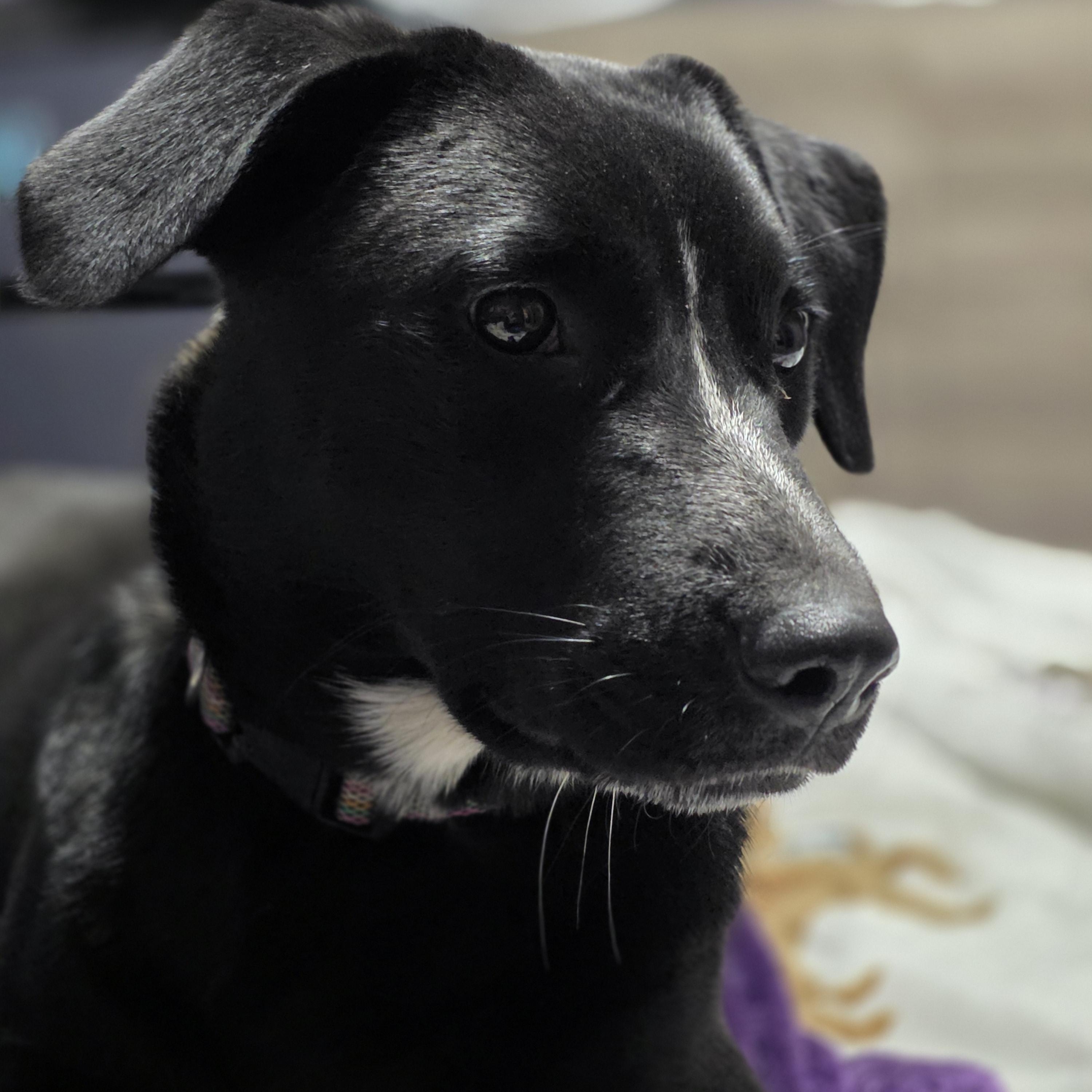 Clover, Adoptable, Puppy Female Pit Bull Terrier & Alaskan Malamute.