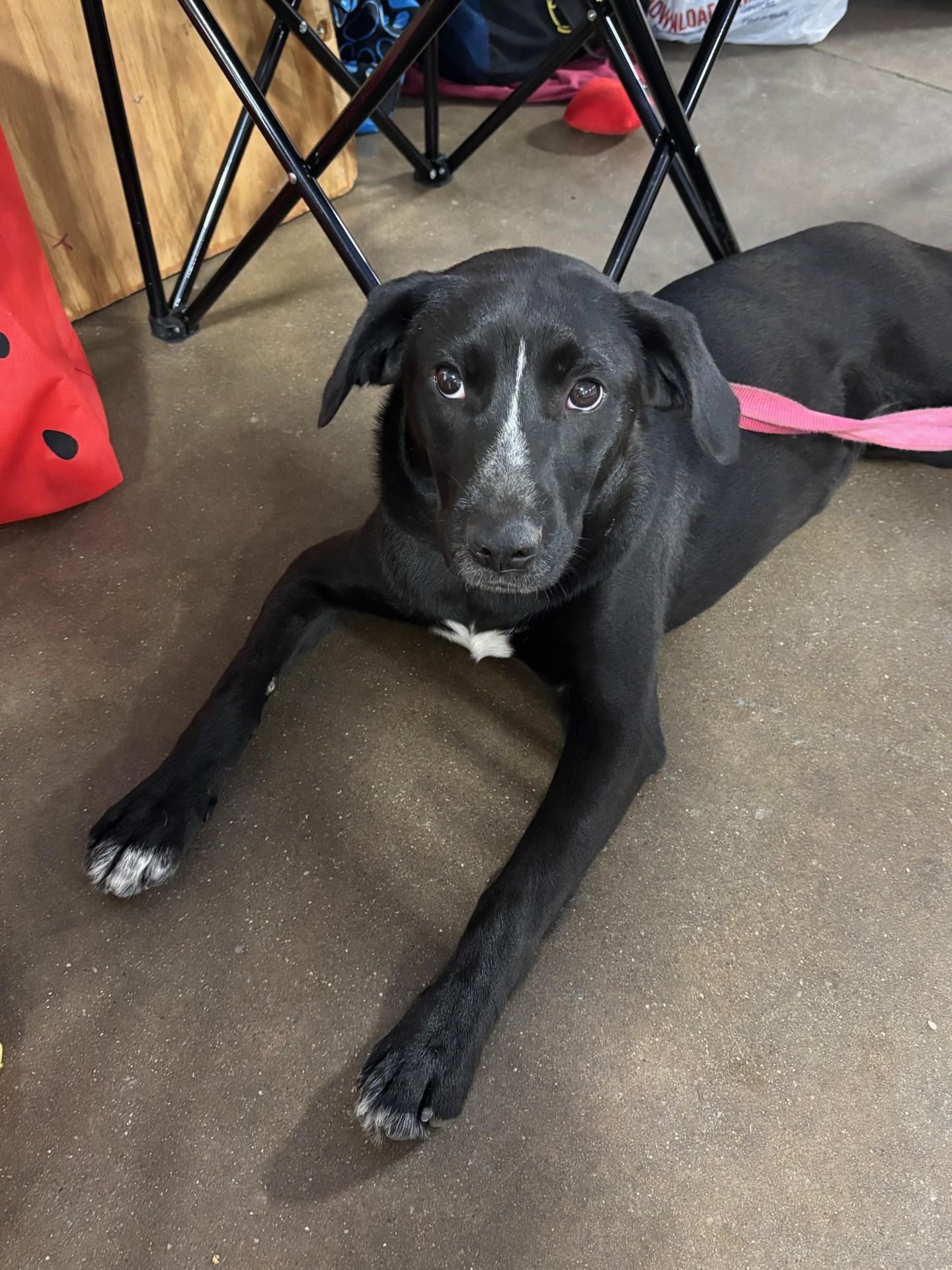 Enlarge Clover, a Adoptable mixed breed in Pekin, IL image 3/6