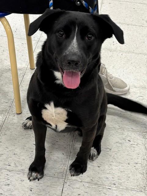 Clover, an adoptable mixed breed in Pekin, IL image 2/6