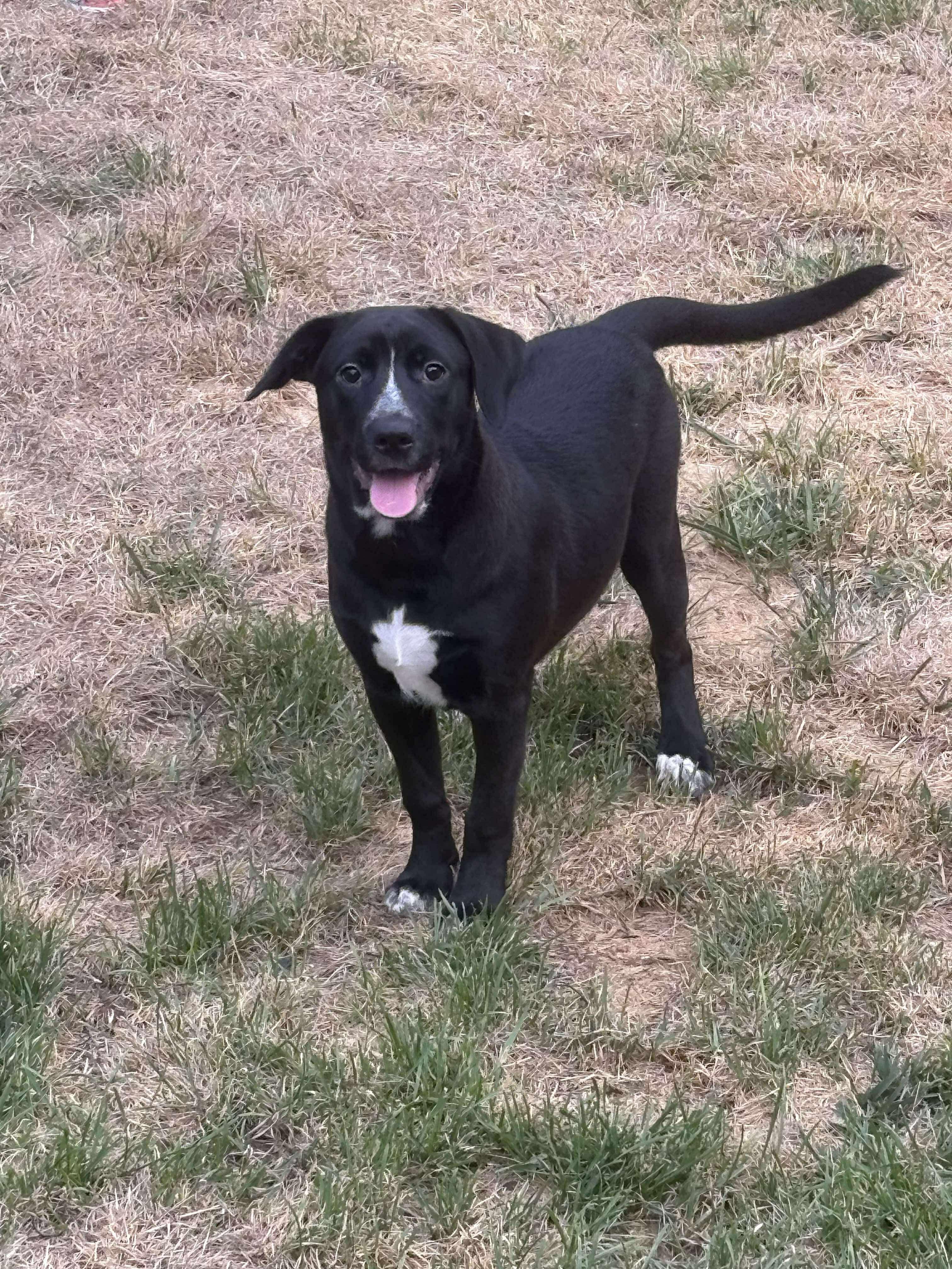 Enlarge Clover, a Adoptable mixed breed in Pekin, IL image 5/6