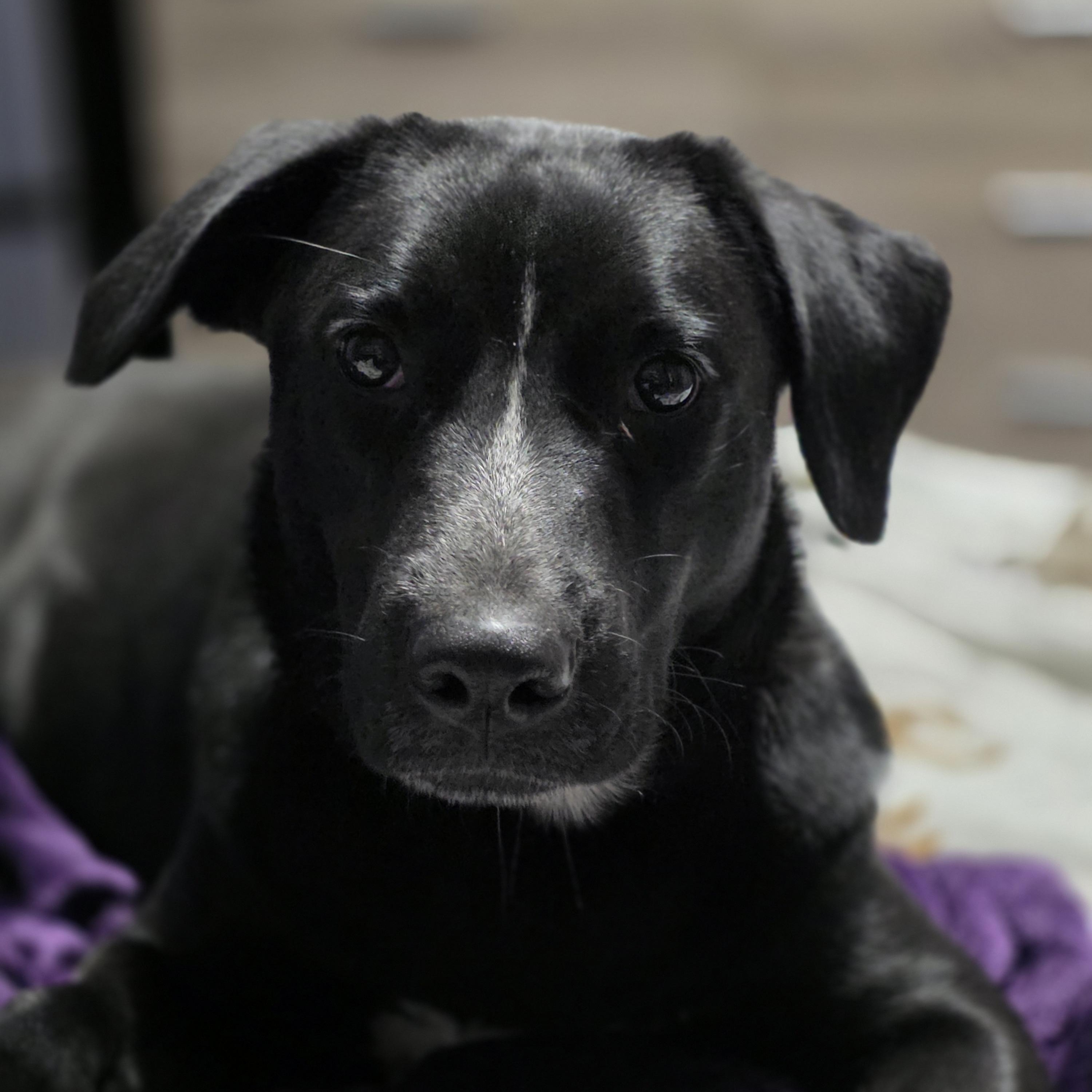 Enlarge Clover, a Adoptable mixed breed in Pekin, IL image 2/6