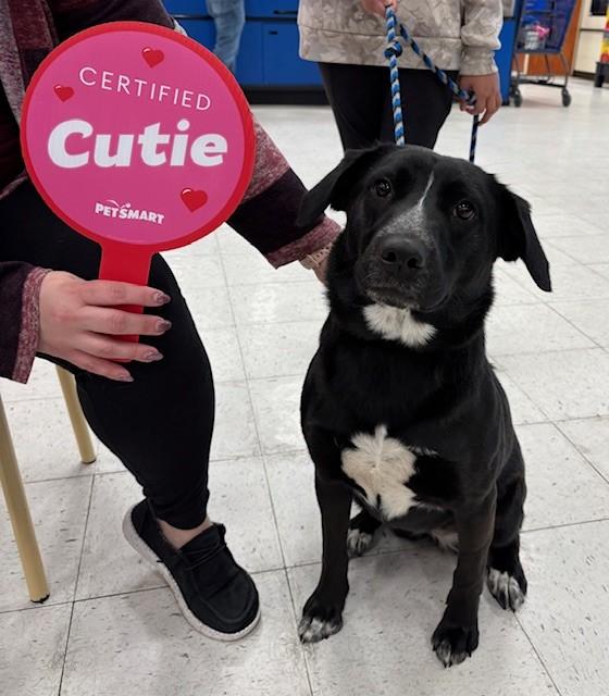 Clover, adoptable, Young Female Pit Bull Terrier & Alaskan Malamute.