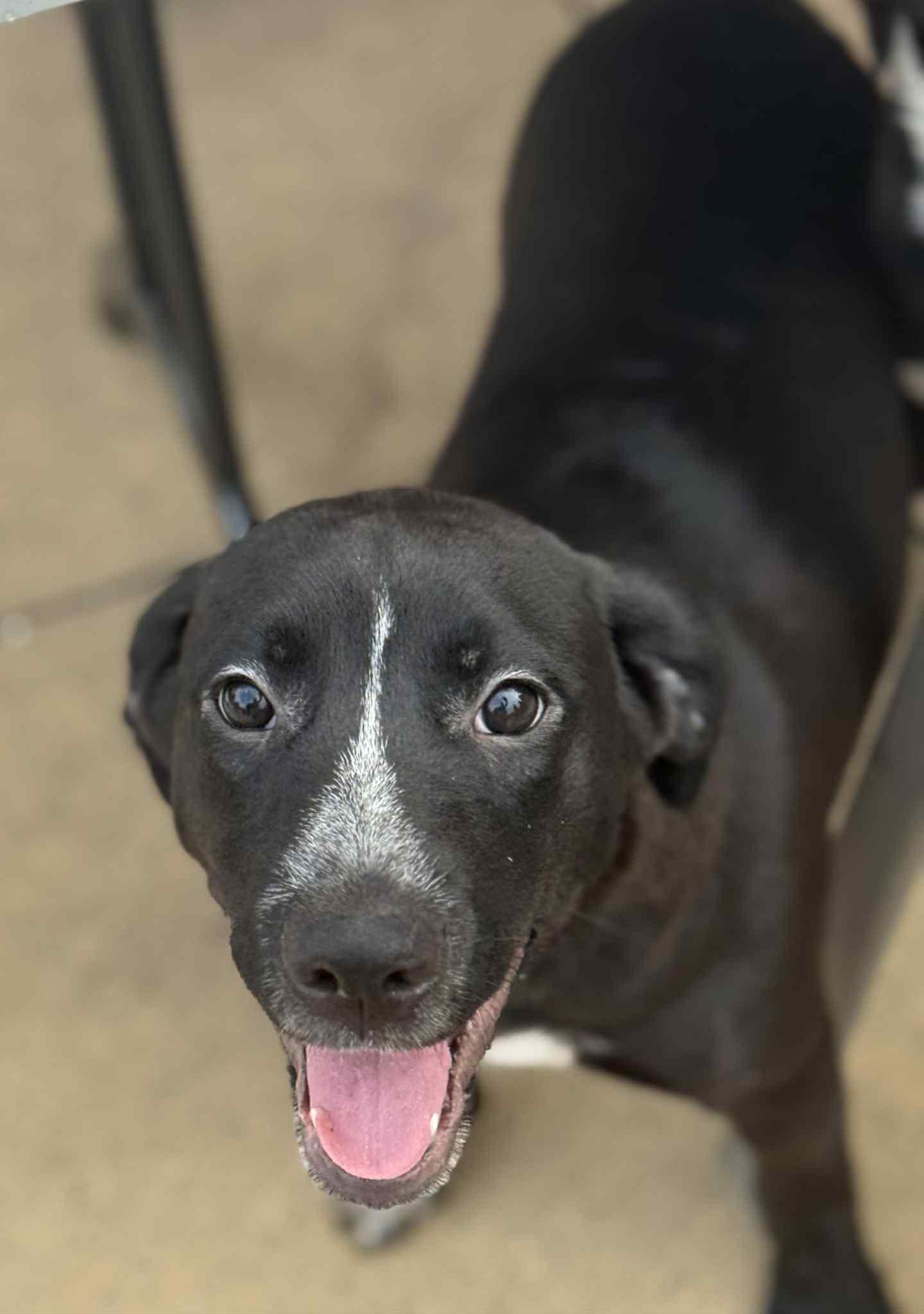 Enlarge Clover, a Adoptable mixed breed in Pekin, IL image 4/6