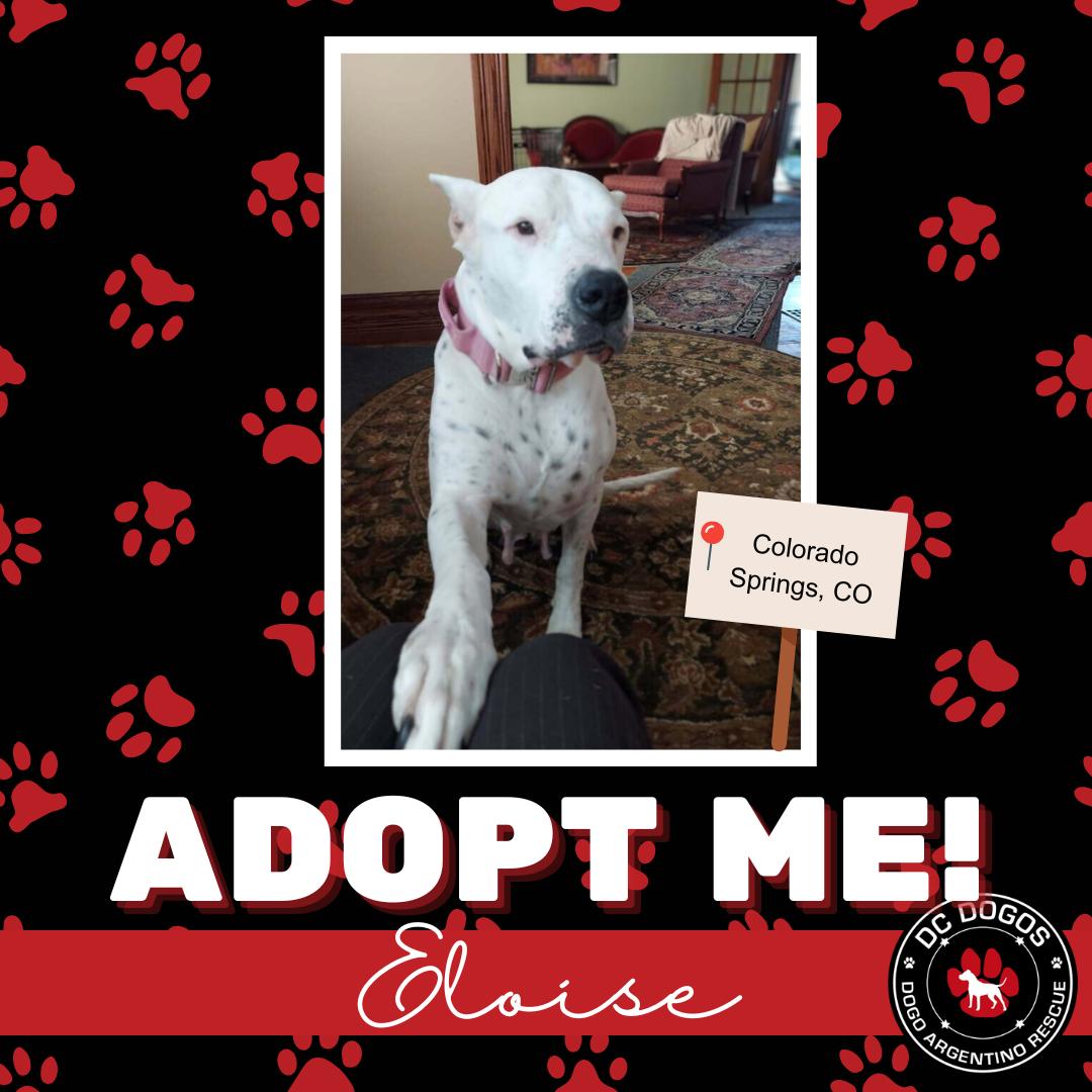 Enlarge Eloise, a ADOPTABLE Dogo Argentino in Denver, CO image 1/1