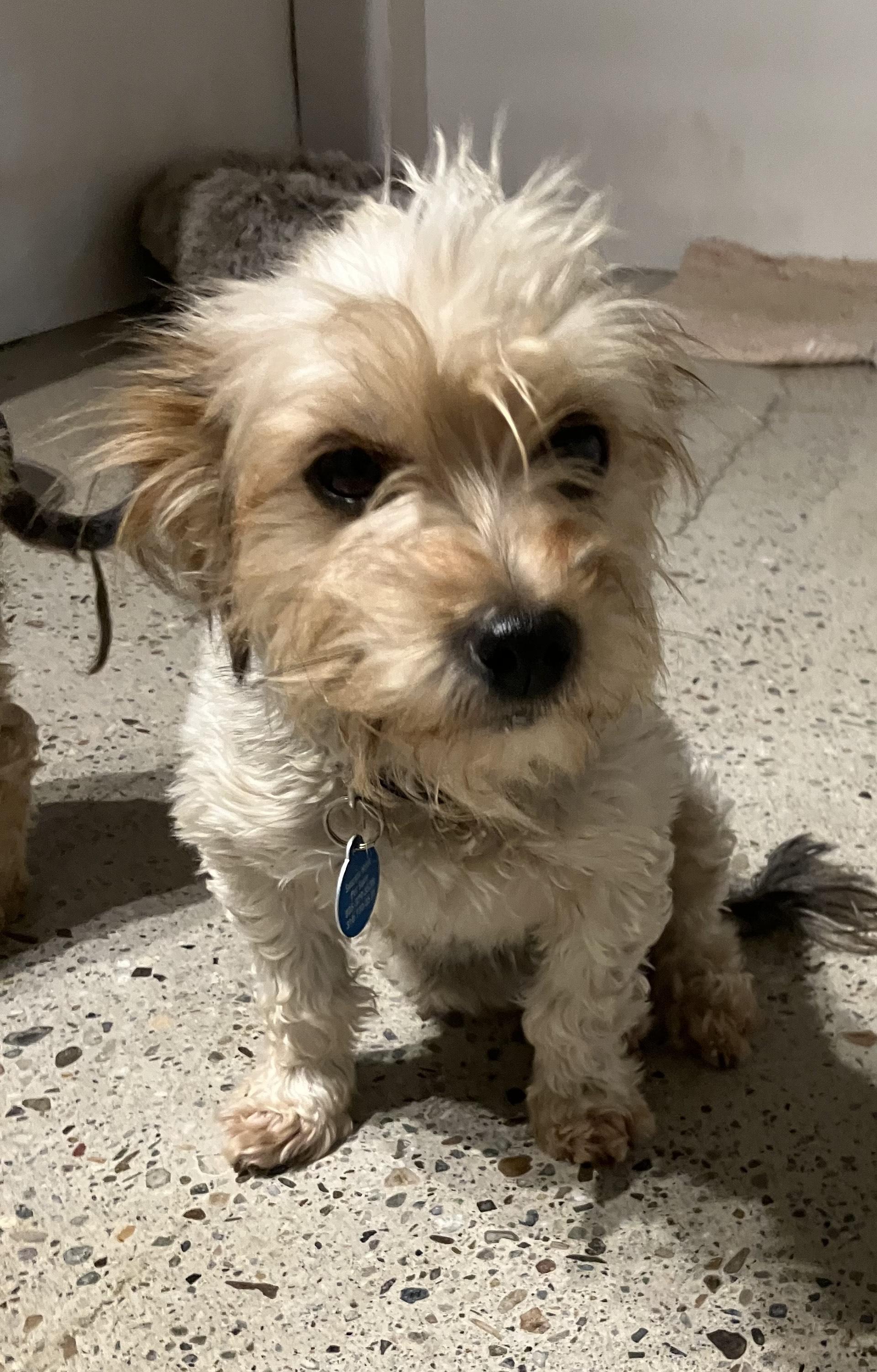 Enlarge Ophelia, a ADOPTABLE Yorkshire Terrier in Thousand Oaks, CA image 2/2