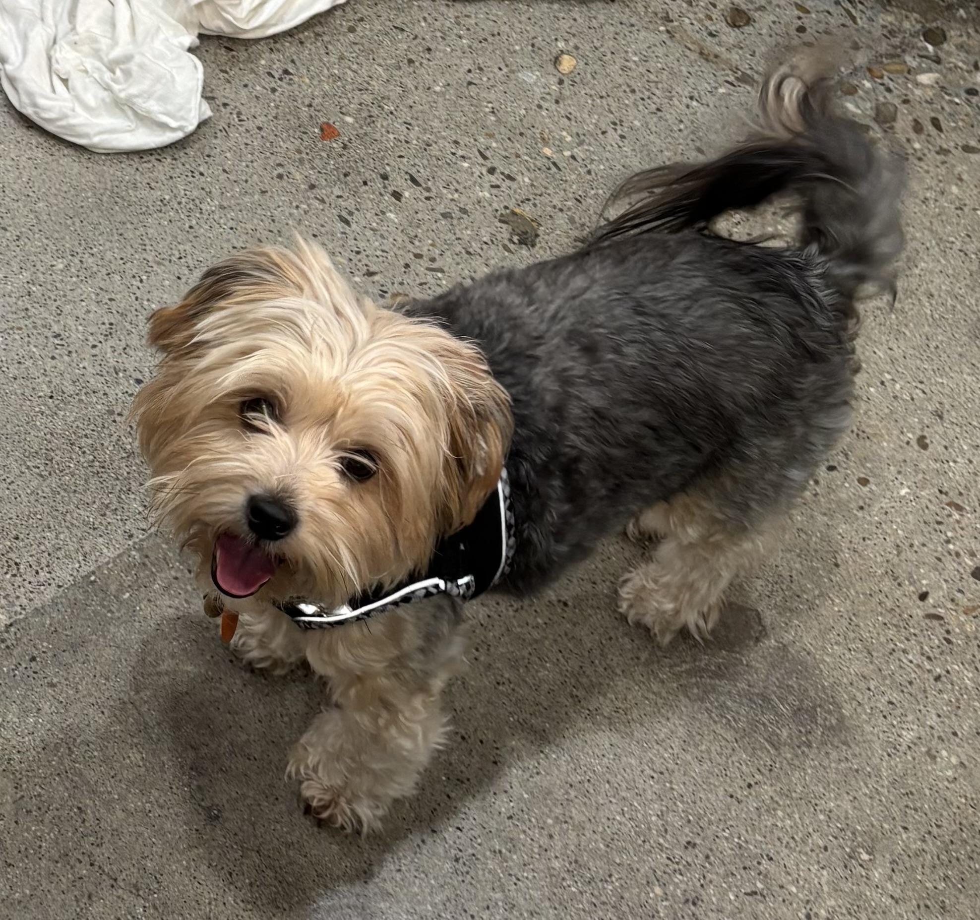 Ophelia, ADOPTABLE, Young Female Yorkshire Terrier.