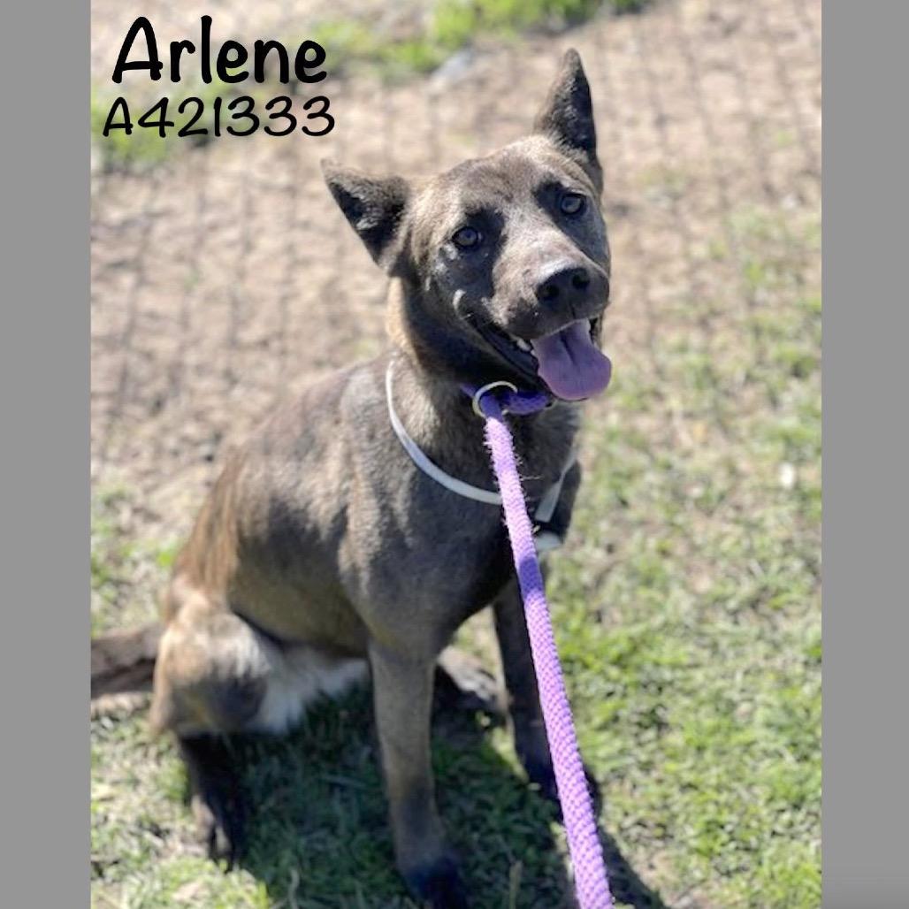 Enlarge Arlene, a Adoptable mixed breed in Tomah, WI image 1/5