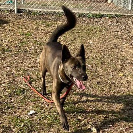 Enlarge Arlene, a Adoptable mixed breed in Tomah, WI image 2/5