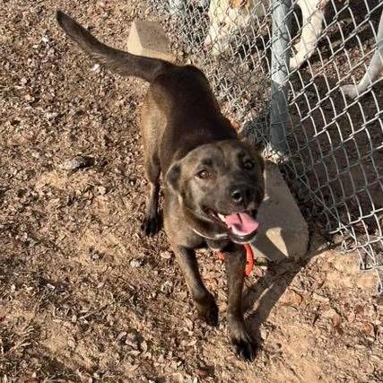 Enlarge Arlene, a Adoptable mixed breed in Tomah, WI image 3/5