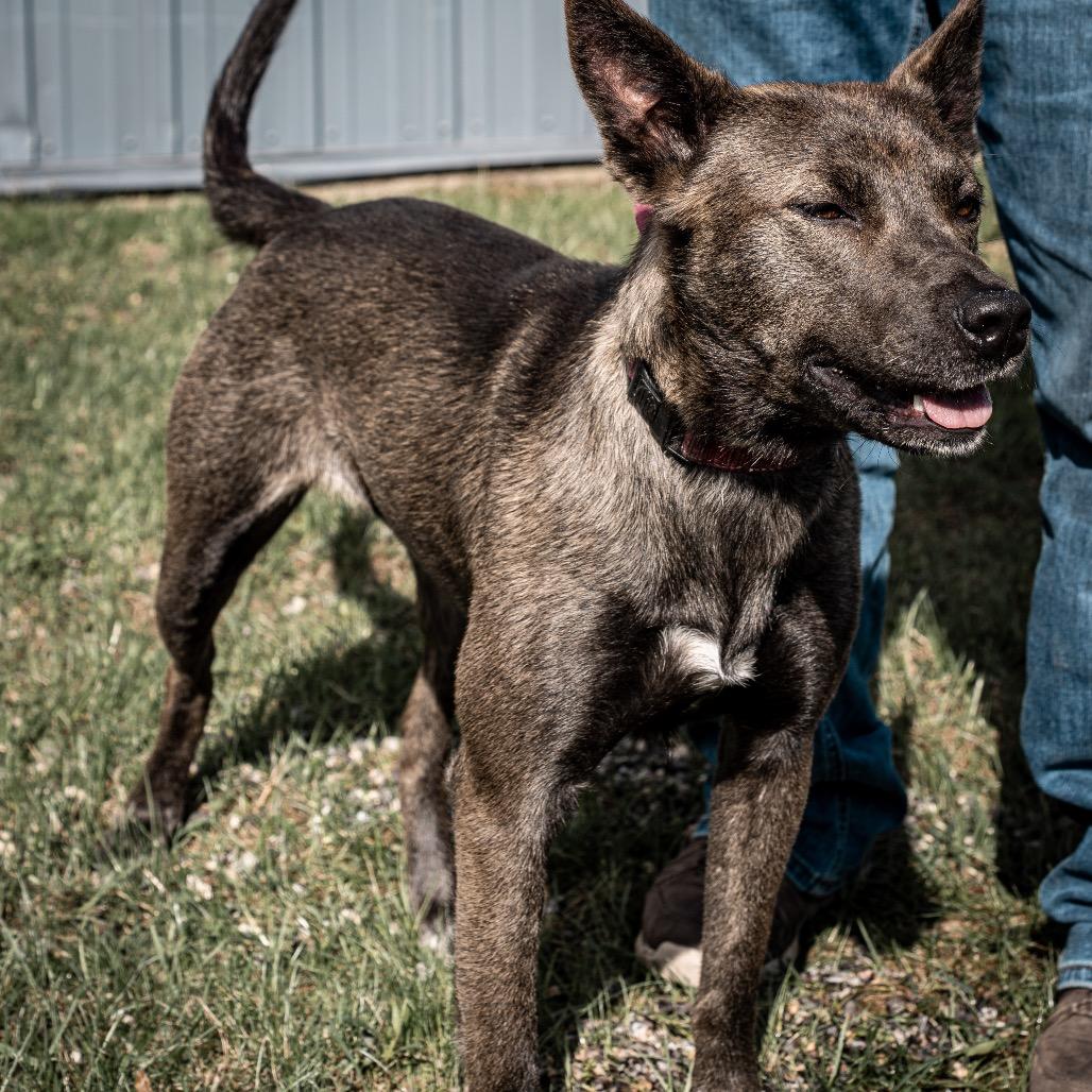 Enlarge Arlene, a Adoptable mixed breed in Tomah, WI image 4/6