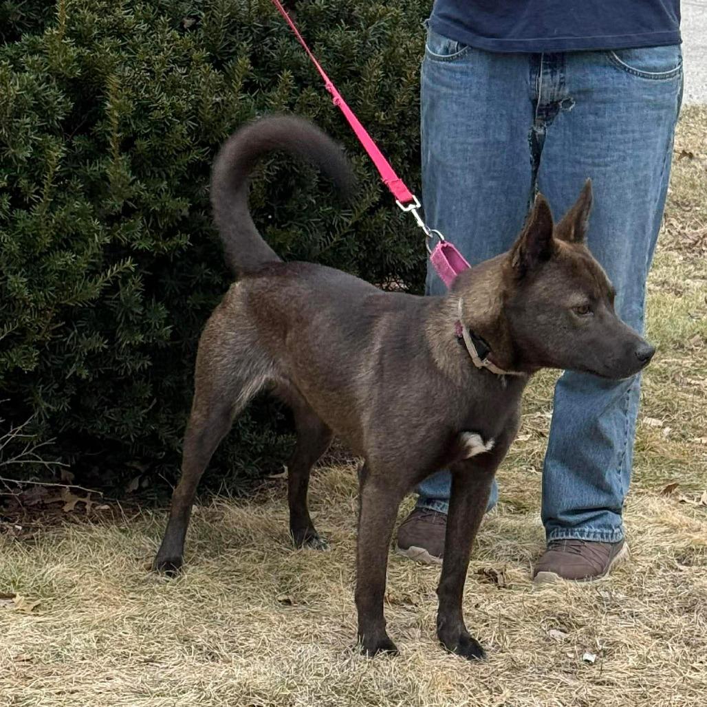 Enlarge Arlene, a Adoptable mixed breed in Tomah, WI image 4/6