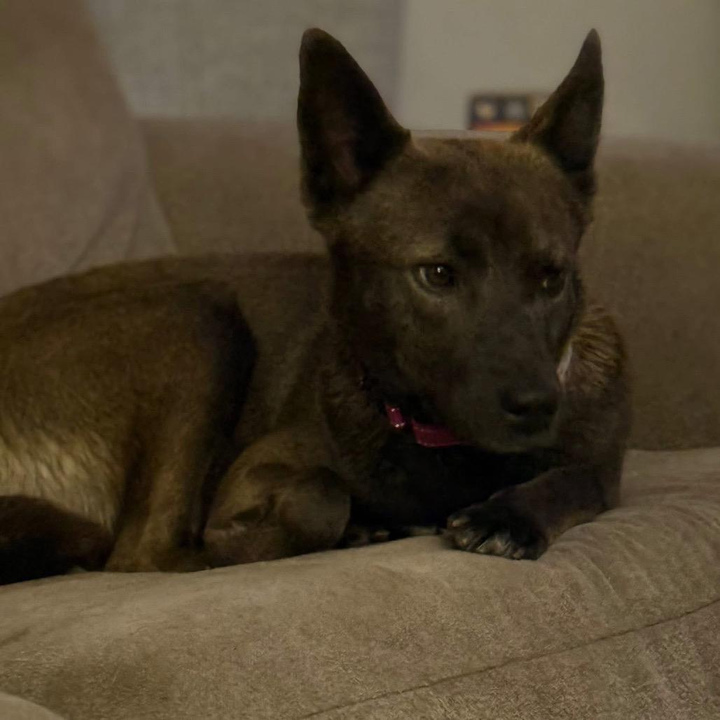 Enlarge Arlene, a Adoptable mixed breed in Tomah, WI image 4/5