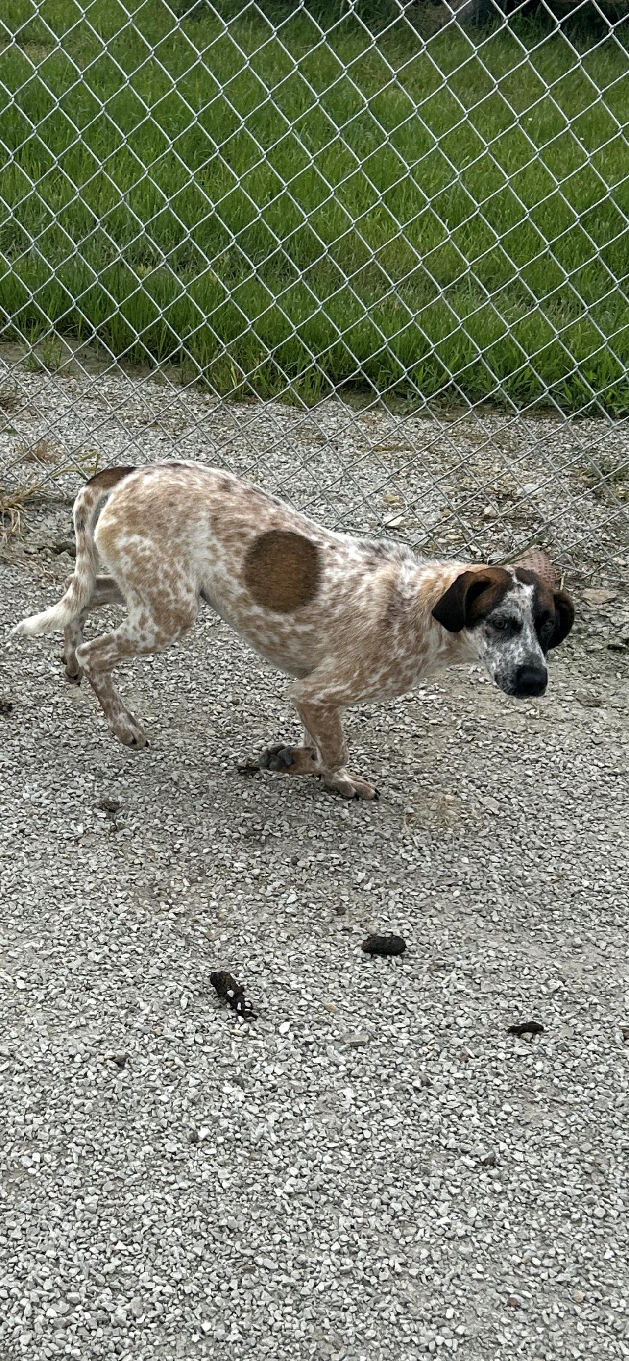 Sydney, a Adoptable mixed breed in Trenton, MO image 1/2