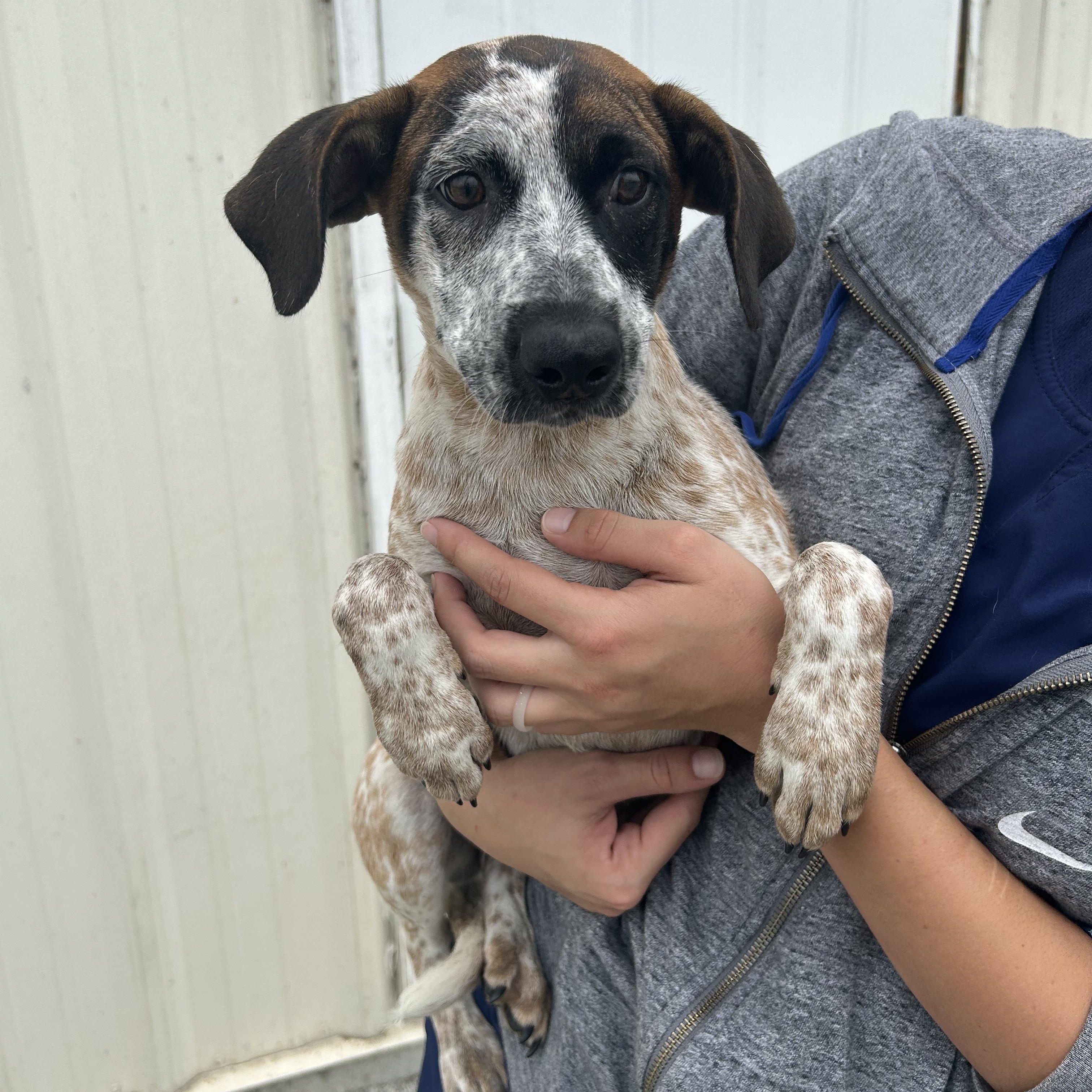 Sydney, a Adoptable mixed breed in Trenton, MO image 2/2