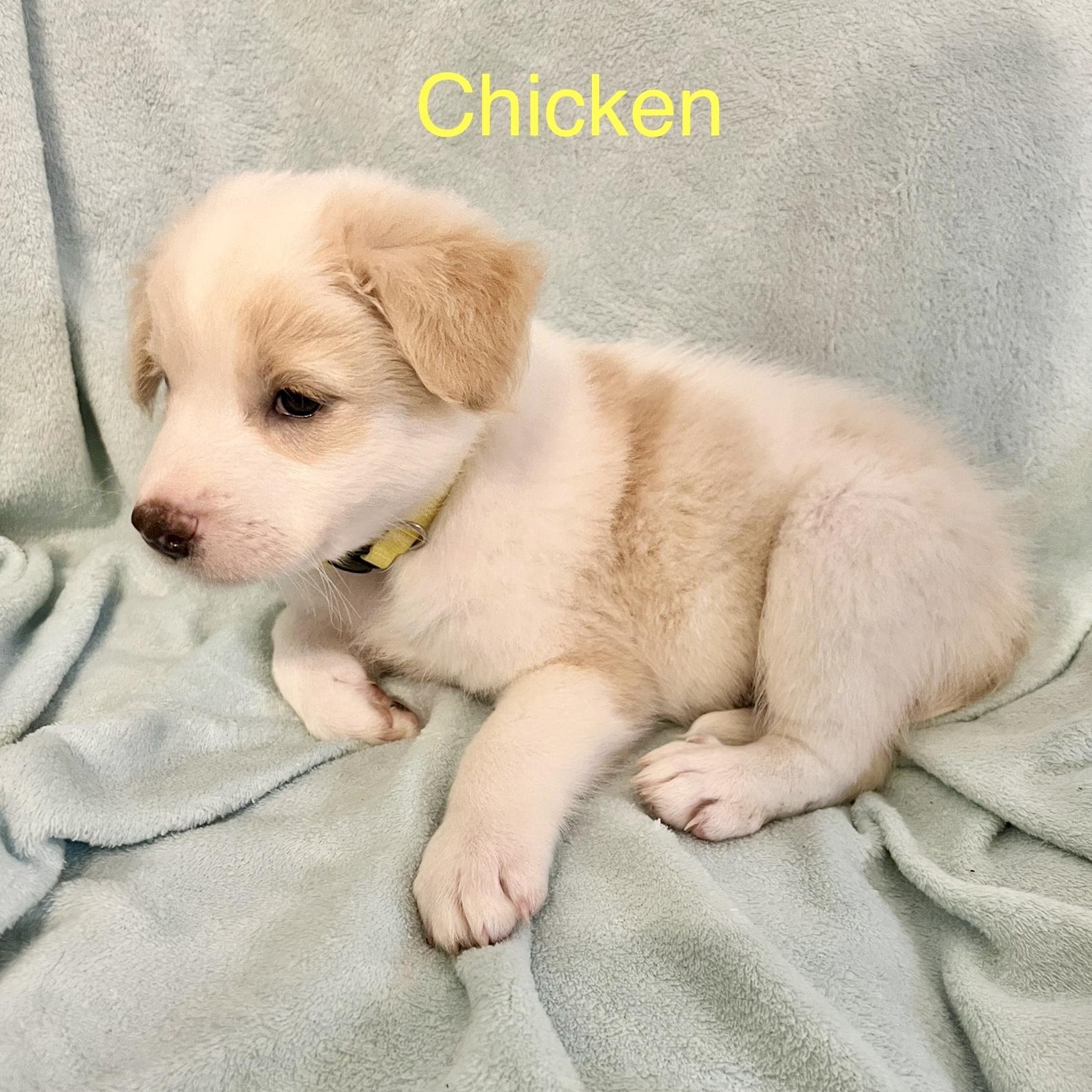 Chicken 2