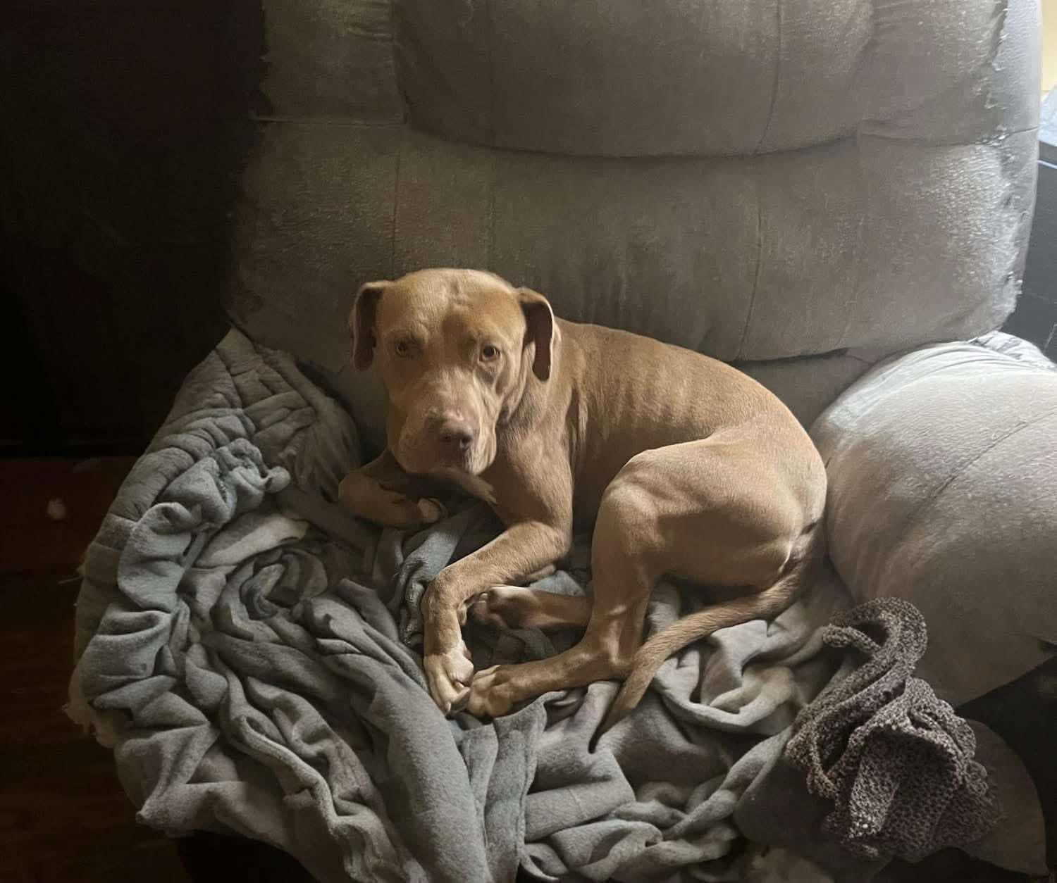 Stella, an adoptable Pit Bull Terrier in Flint, MI, 48503 | Photo Image 2