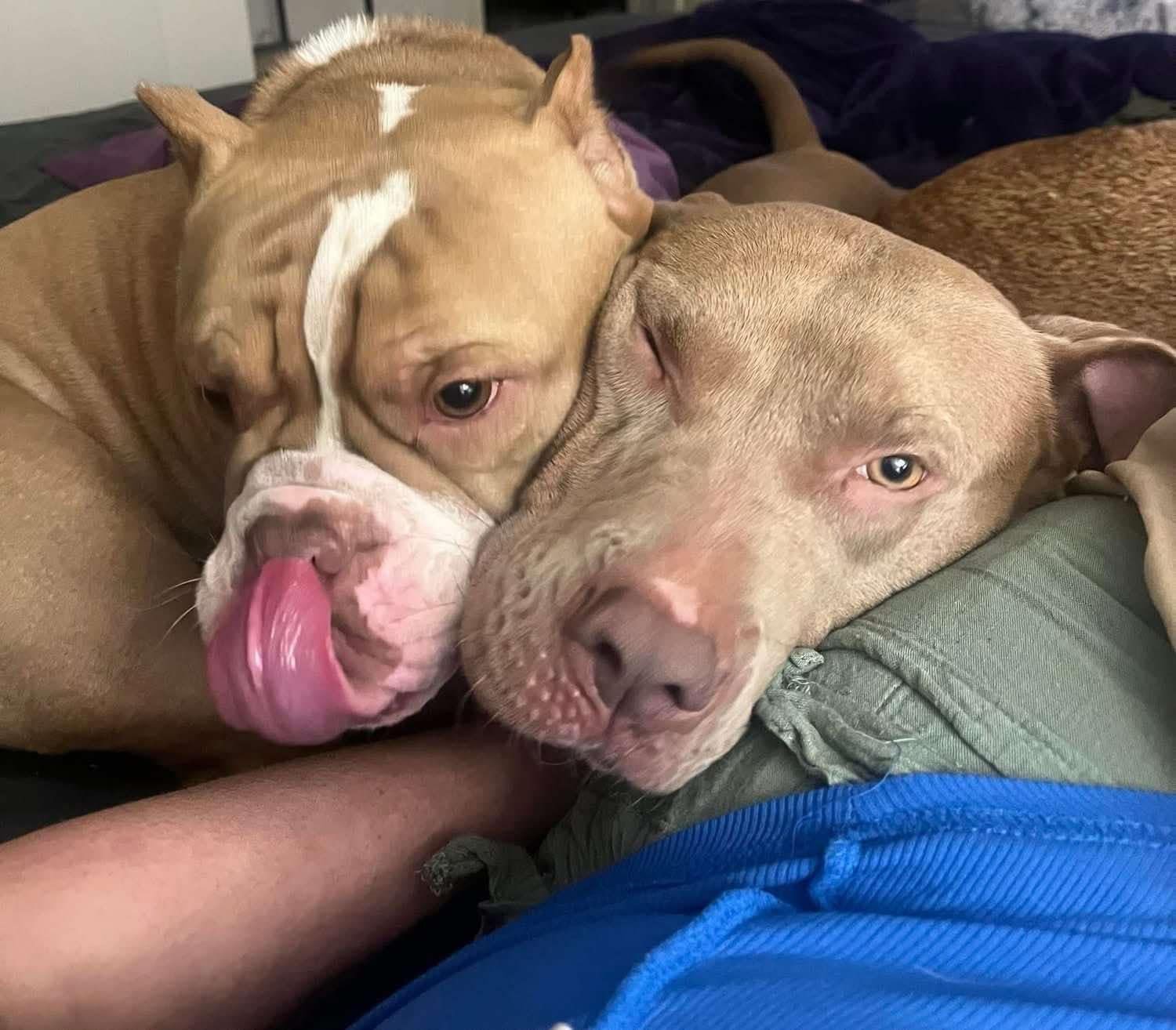 Stella, an adoptable Pit Bull Terrier in Flint, MI, 48503 | Photo Image 5