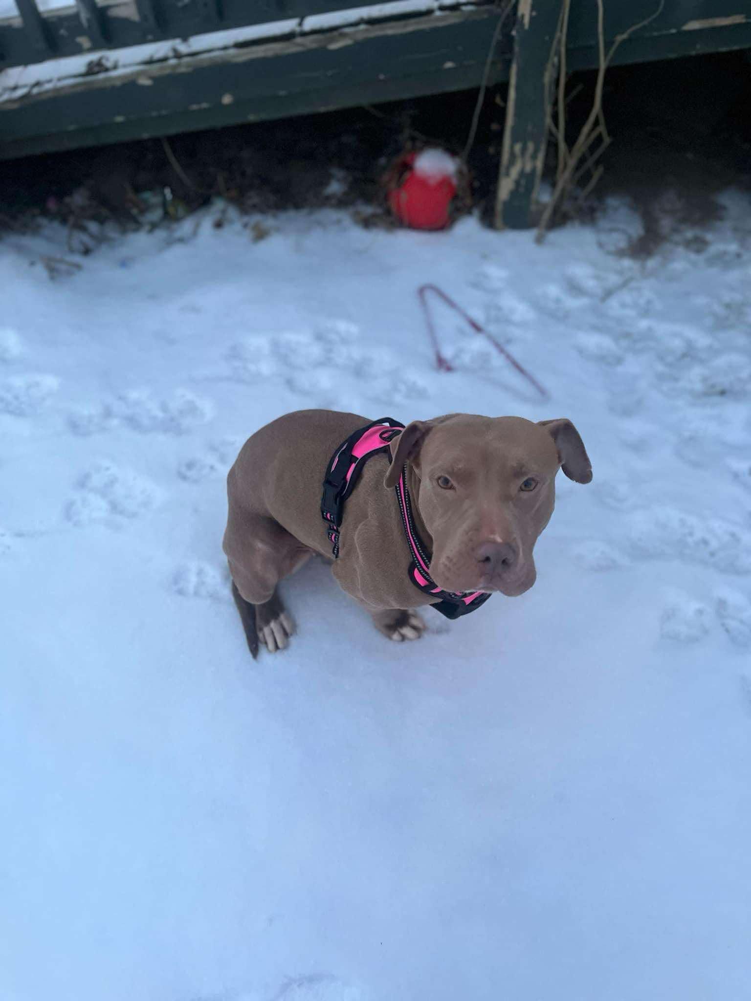 Stella, an adoptable Pit Bull Terrier in Flint, MI, 48503 | Photo Image 4