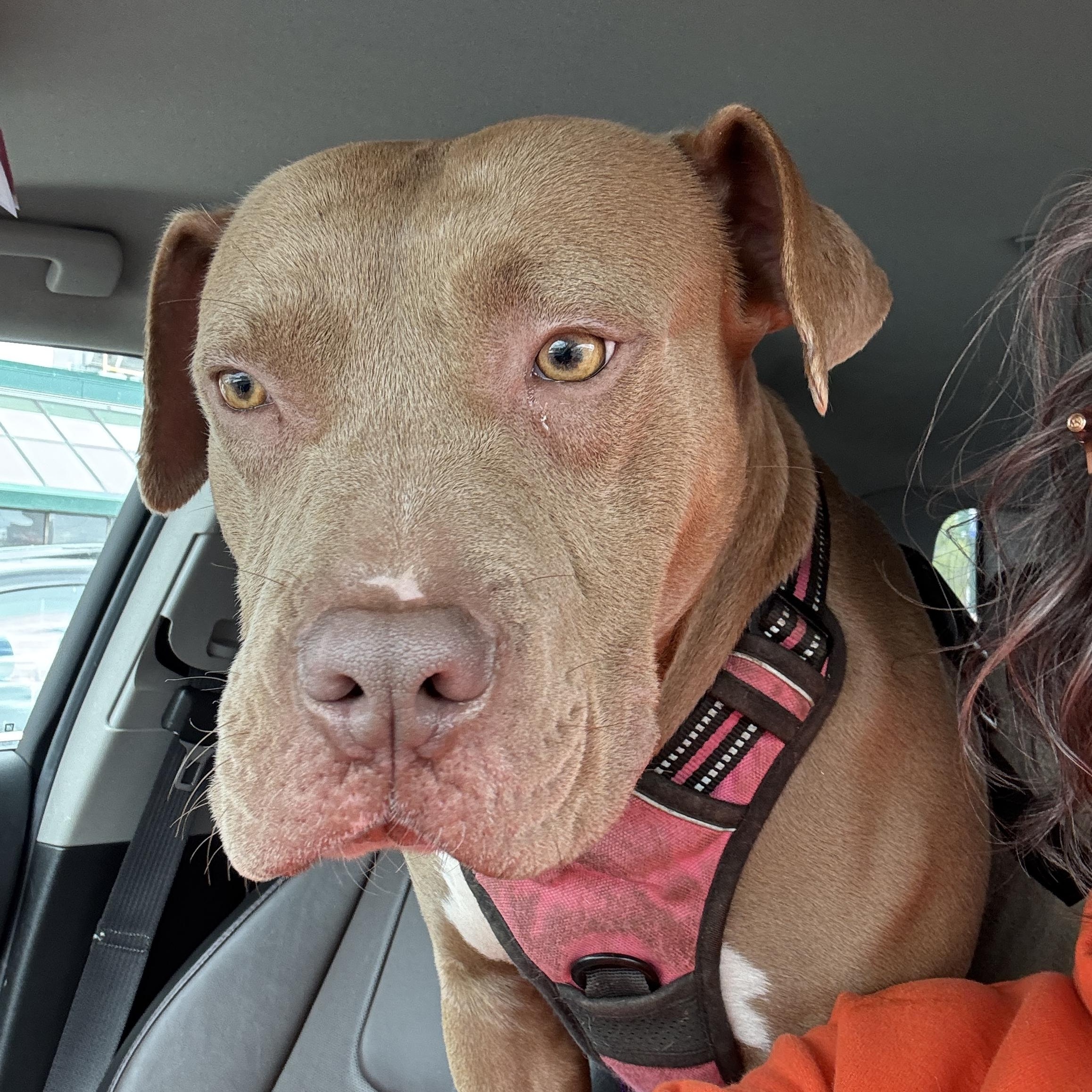 Stella, Young Female Pit Bull Terrier