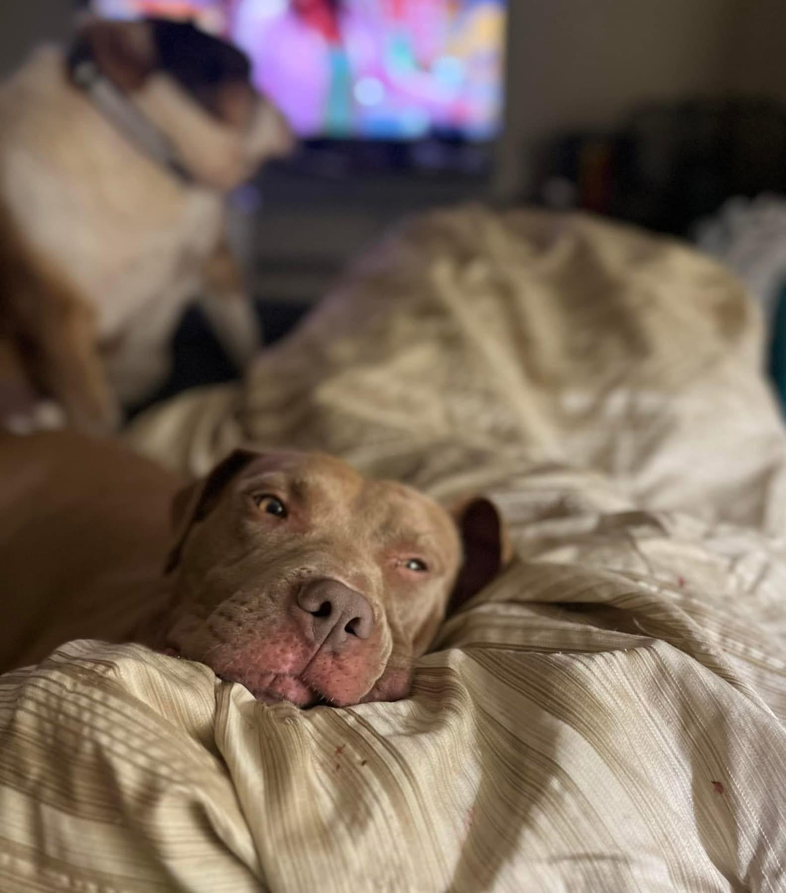 Stella, an adoptable Pit Bull Terrier in Flint, MI, 48503 | Photo Image 3