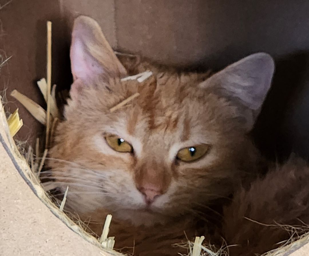 Barbie, Adopted, Adult Female Domestic Short Hair.