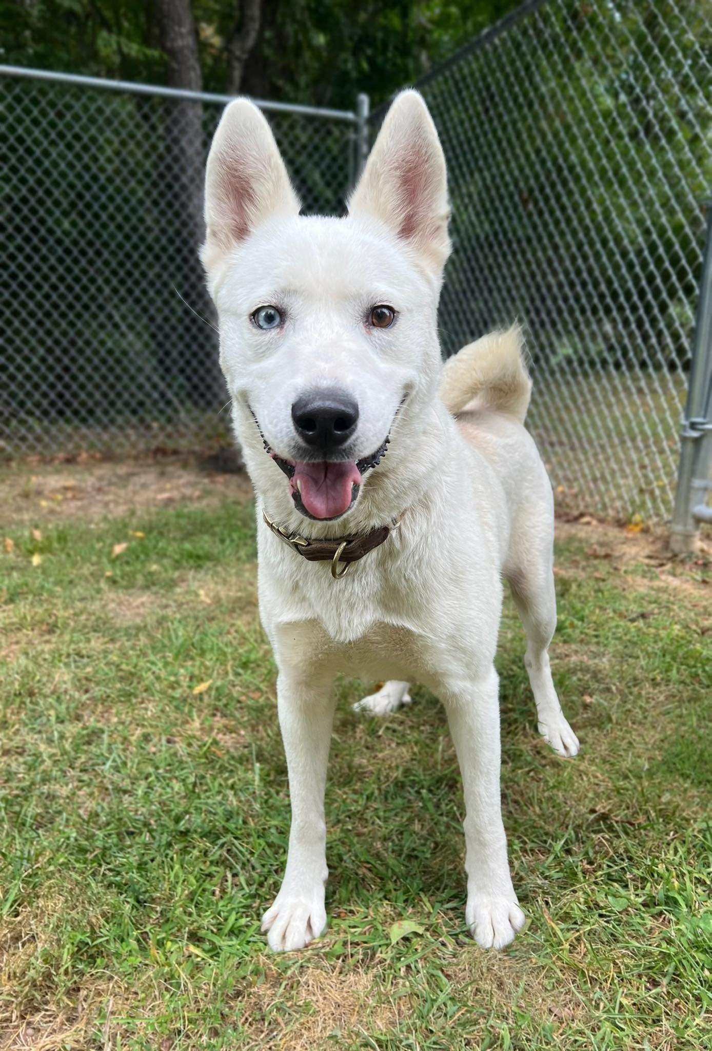 Icelynn, Adoptable, Adult Female Husky.