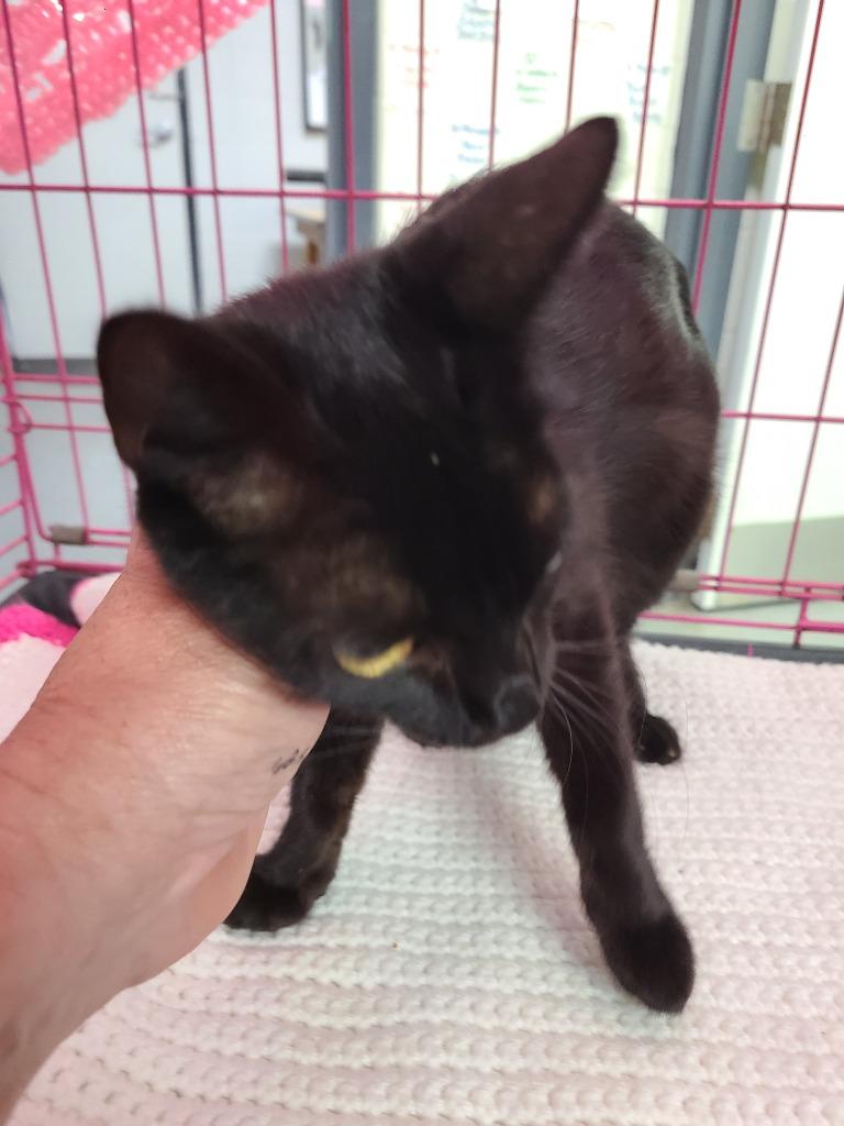 C813-25, Adoptable, Young Female Domestic Short Hair.