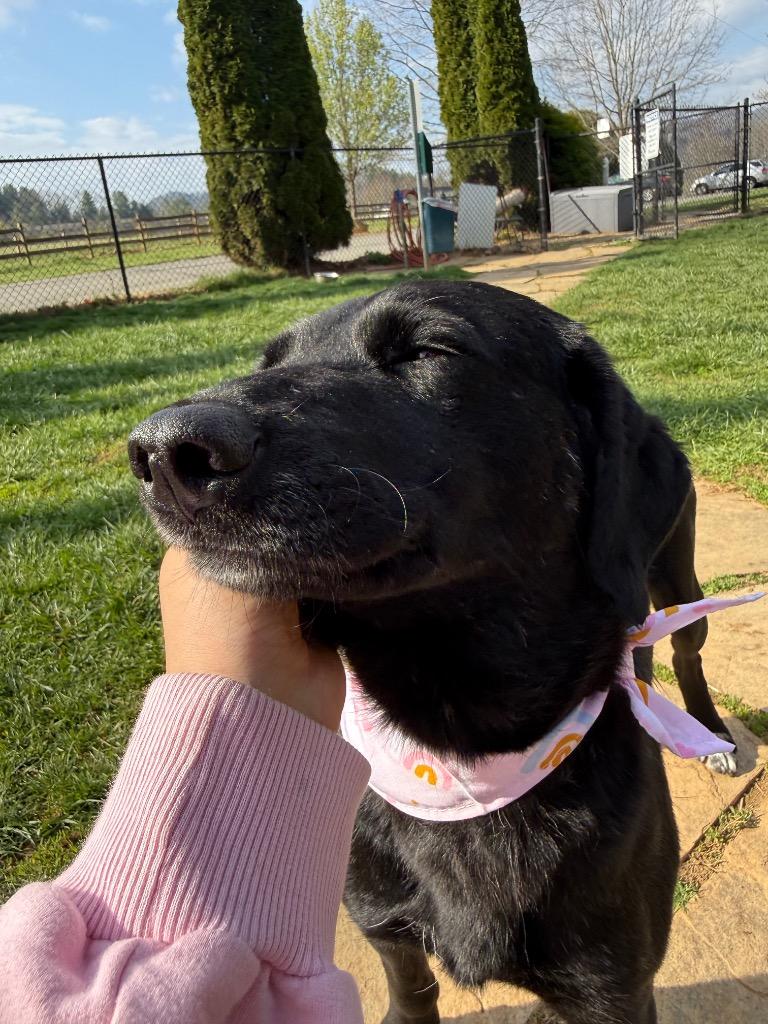Huffalump, Adoptable, Young Female Labrador Retriever & Border Collie.