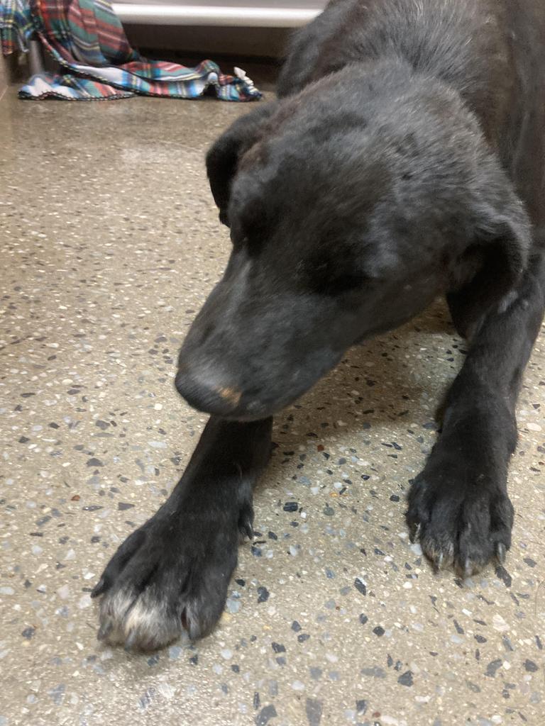 Enlarge Huffalump, a Adoptable mixed breed in Burnsville, NC image 2/6