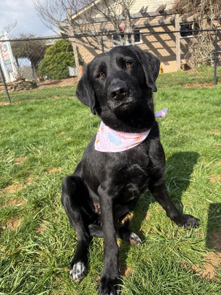 Enlarge Huffalump, a Adoptable mixed breed in Burnsville, NC image 3/6