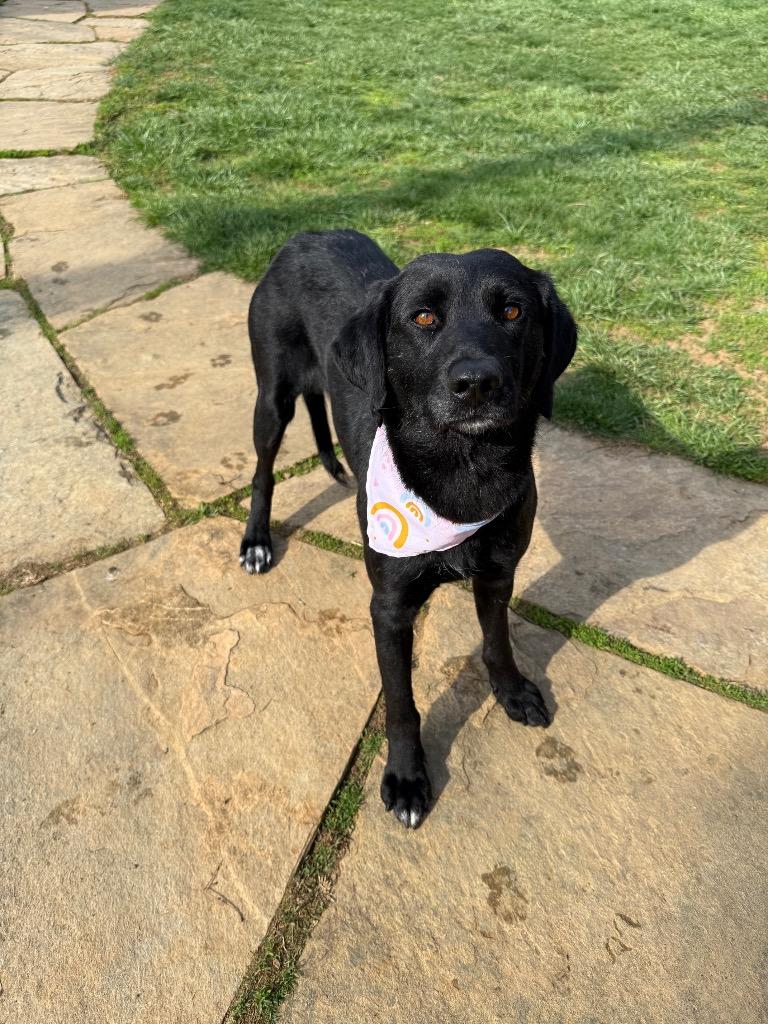 Enlarge Huffalump, a Adoptable mixed breed in Burnsville, NC image 4/6
