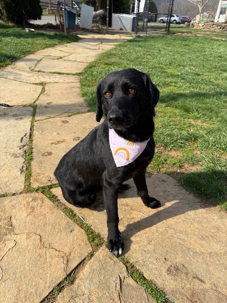 Enlarge Huffalump, a Adoptable mixed breed in Burnsville, NC image 5/6