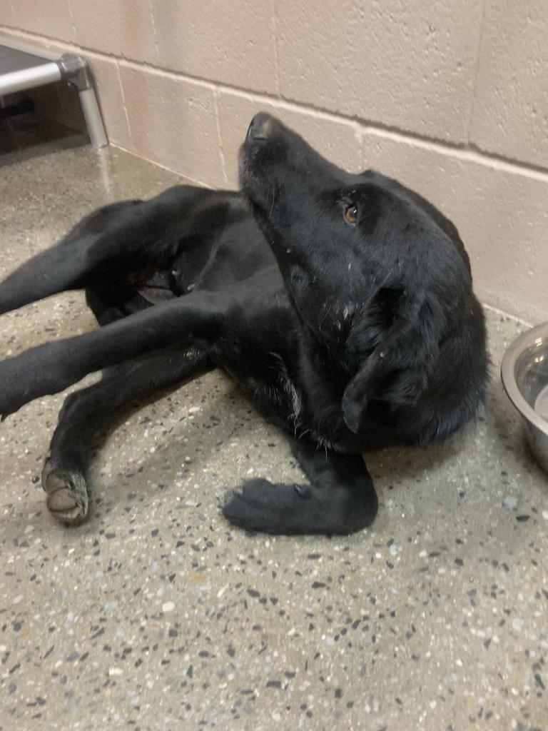 Enlarge Huffalump, a Adoptable mixed breed in Burnsville, NC image 6/6