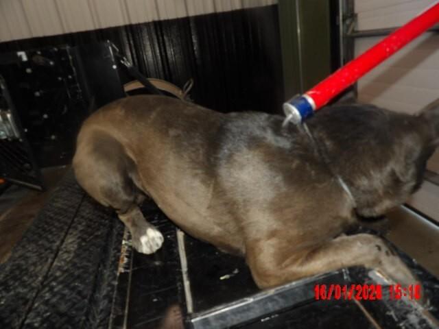 Bosco, a Adoptable Mixed Breed in Hobbs, NM image 2/5